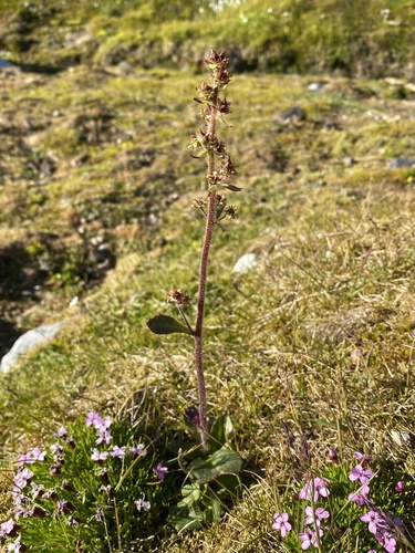 Image of Micranthes hieraciifolia by (c) Ingvild Riska, some rights reserved (CC BY)