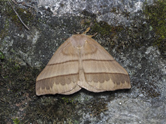 Palirisa cervina