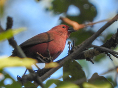 Lagonosticta rhodopareia