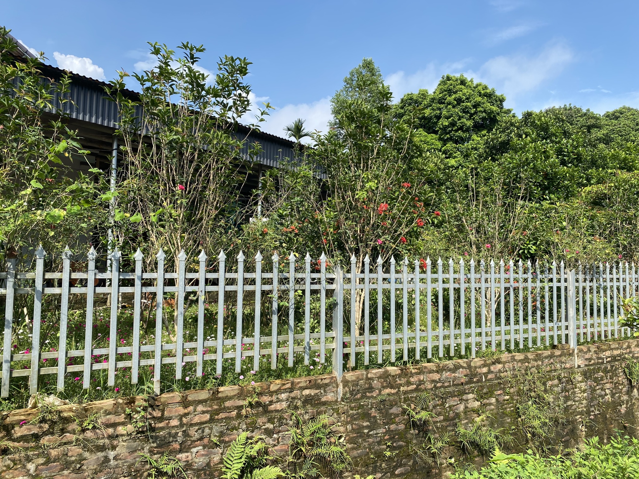 Christella dentata — ảnh 2