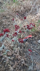 Helichrysum sanguineum