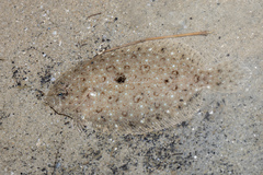 Javan Flounder photo 1