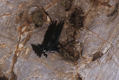 Collocalia esculenta