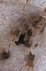 Collocalia esculenta