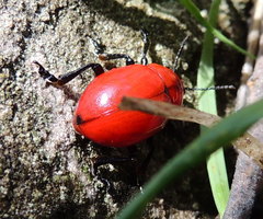 Leptinotarsa rubiginosa