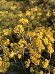 Helichrysum stenopterum