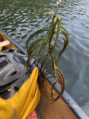 Potamogeton robbinsii
