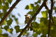 Ficedula hypoleuca