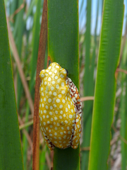 Hyperolius marginatus