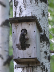 Sturnus vulgaris