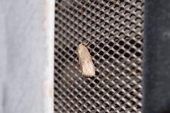 Spodoptera pecten