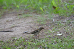 Fringilla coelebs