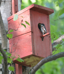 Ficedula hypoleuca