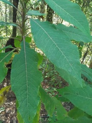 Verbesina oncophora