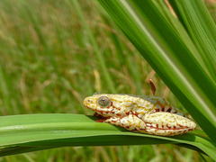 Hyperolius marginatus