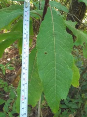 Verbesina oncophora
