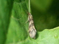 Mystacides longicornis