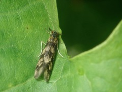 Mystacides longicornis