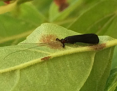 Mystacides sepulchralis