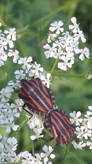 Graphosoma