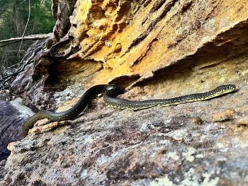 Diamond Python sighting