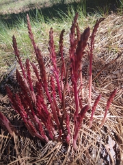 Corallorhiza maculata