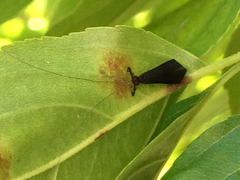 Mystacides sepulchralis