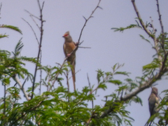 Urocolius indicus transvaalensis