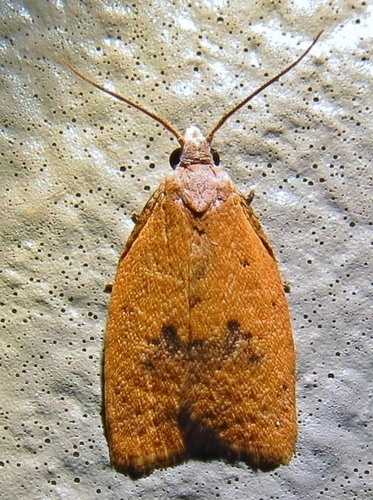 Lentiginos Moth photo 3