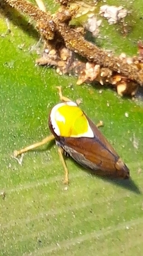 Microtartessus idyia observed 2024-07-21