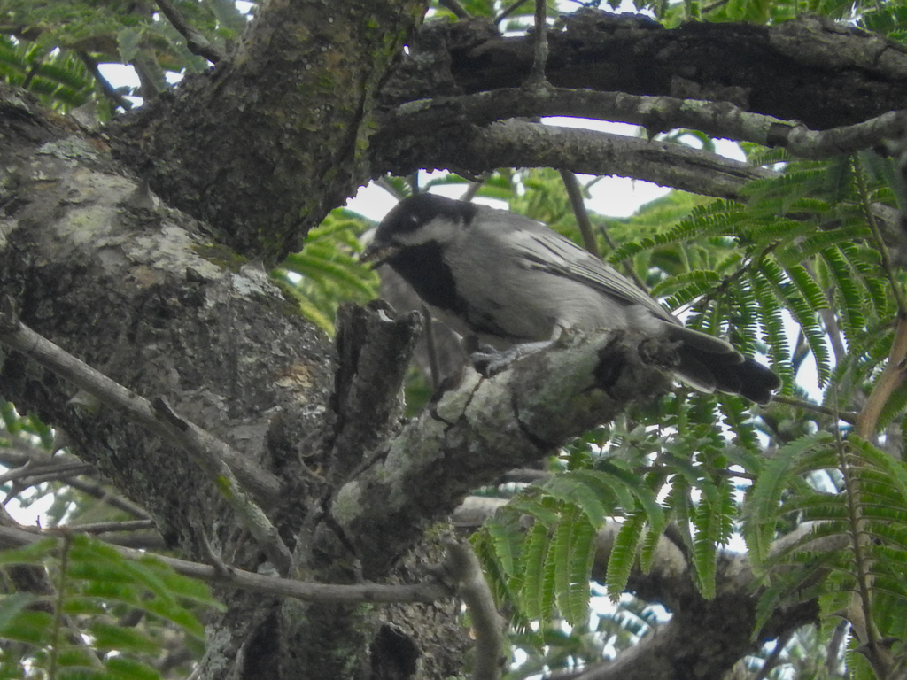 Miombo Tit