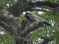 Miombo Tit photo 1