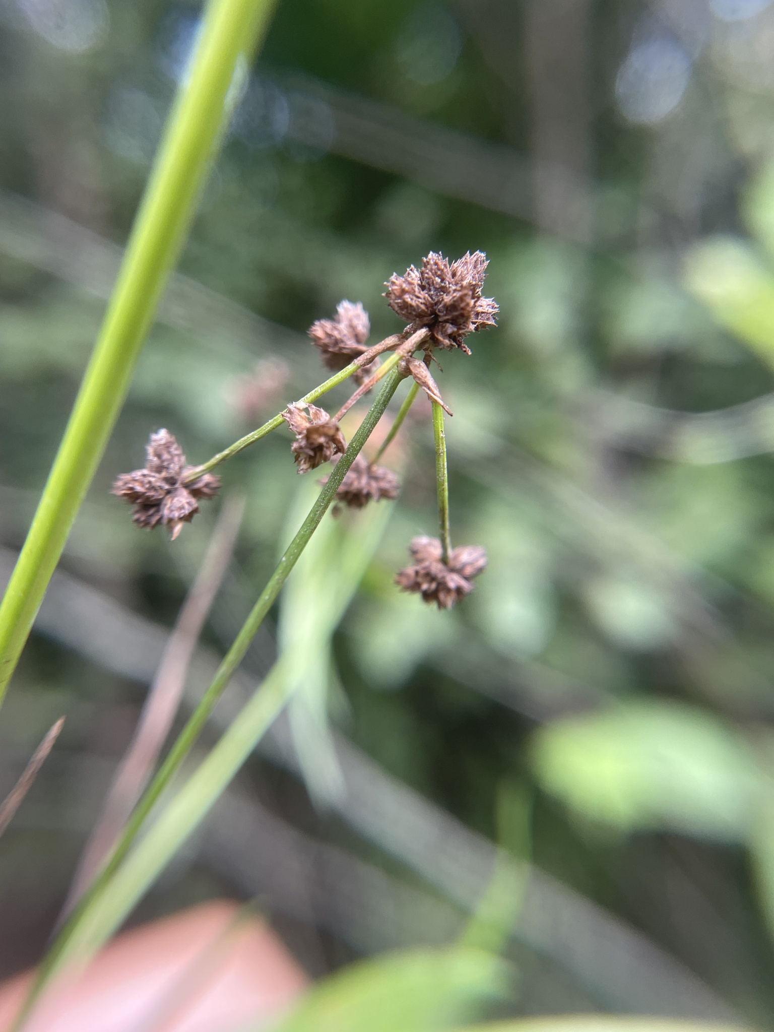 Scirpus flaccidifolius