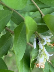 Prenolepis imparis