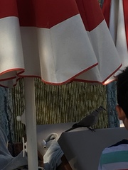 Streptopelia decaocto