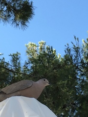 Streptopelia decaocto