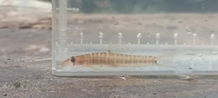 Fighting Loach photo 4
