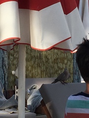 Streptopelia decaocto