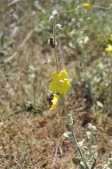 Verbascum undulatum