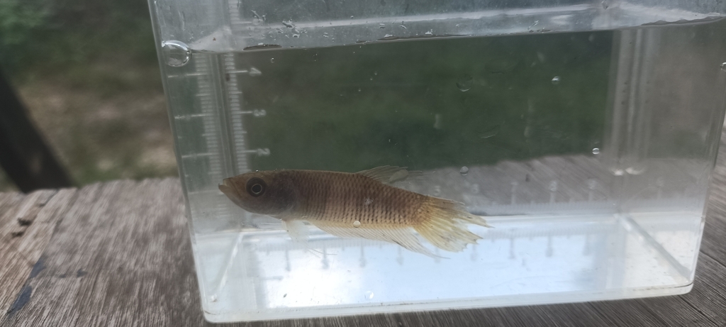 Renata-strijdvis (Betta renata) — Osphronemidae