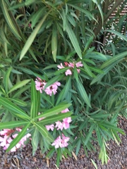 Nerium oleander