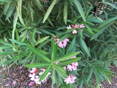 Nerium oleander