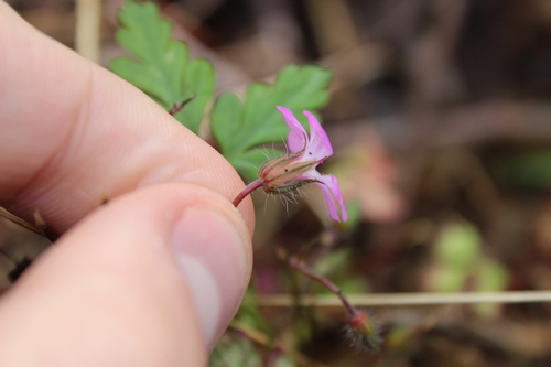 Image of Geranium yeoi by (c) Joe Dillon, some rights reserved (CC BY)