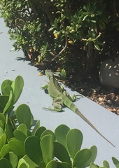 Iguana iguana