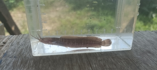 Forest walking catfish (Clarias leiacanthus) — Clariidae — 5