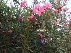 Nerium oleander