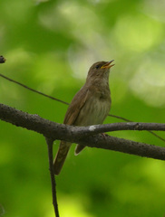Luscinia luscinia