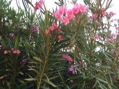 Nerium oleander