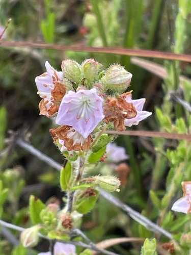 Image of Kalmia hirsuta by no rights reserved
