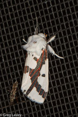 Euerythra phasma